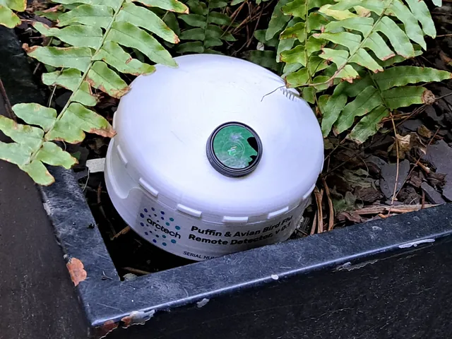 A puffin detector sitting in ferns beside a wall